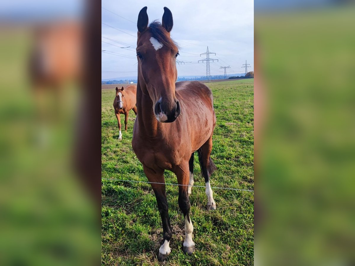 Duits sportpaard Merrie 3 Jaar 171 cm Bruin in Hüttenrode