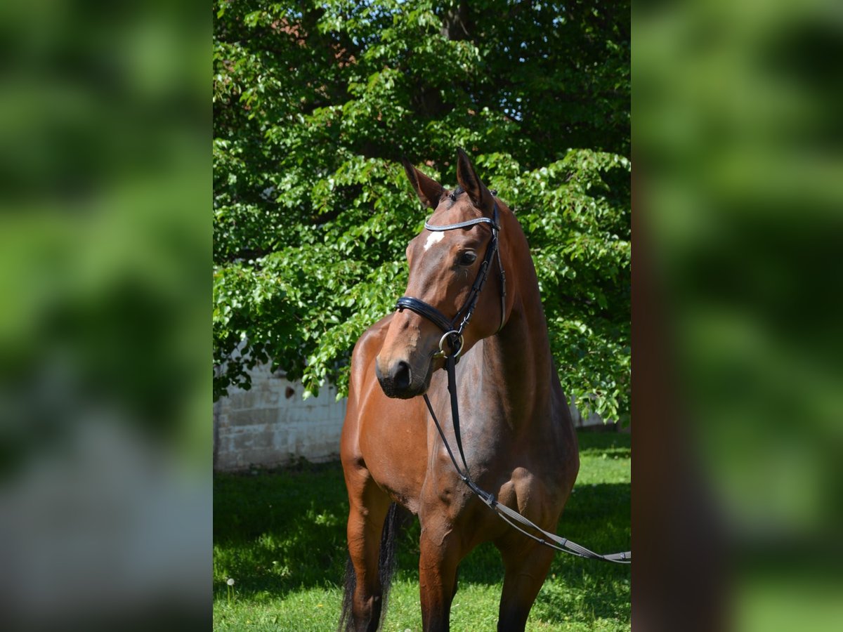 Duits sportpaard Merrie 3 Jaar 175 cm Bruin in Arnstadt