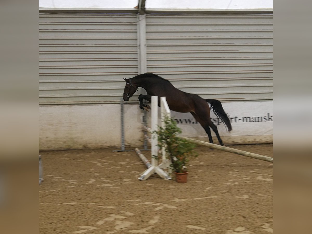 Duits sportpaard Merrie 4 Jaar 160 cm Bruin in Rostock