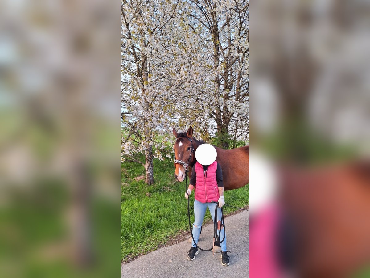 Duits sportpaard Merrie 4 Jaar 163 cm Lichtbruin in Stockach