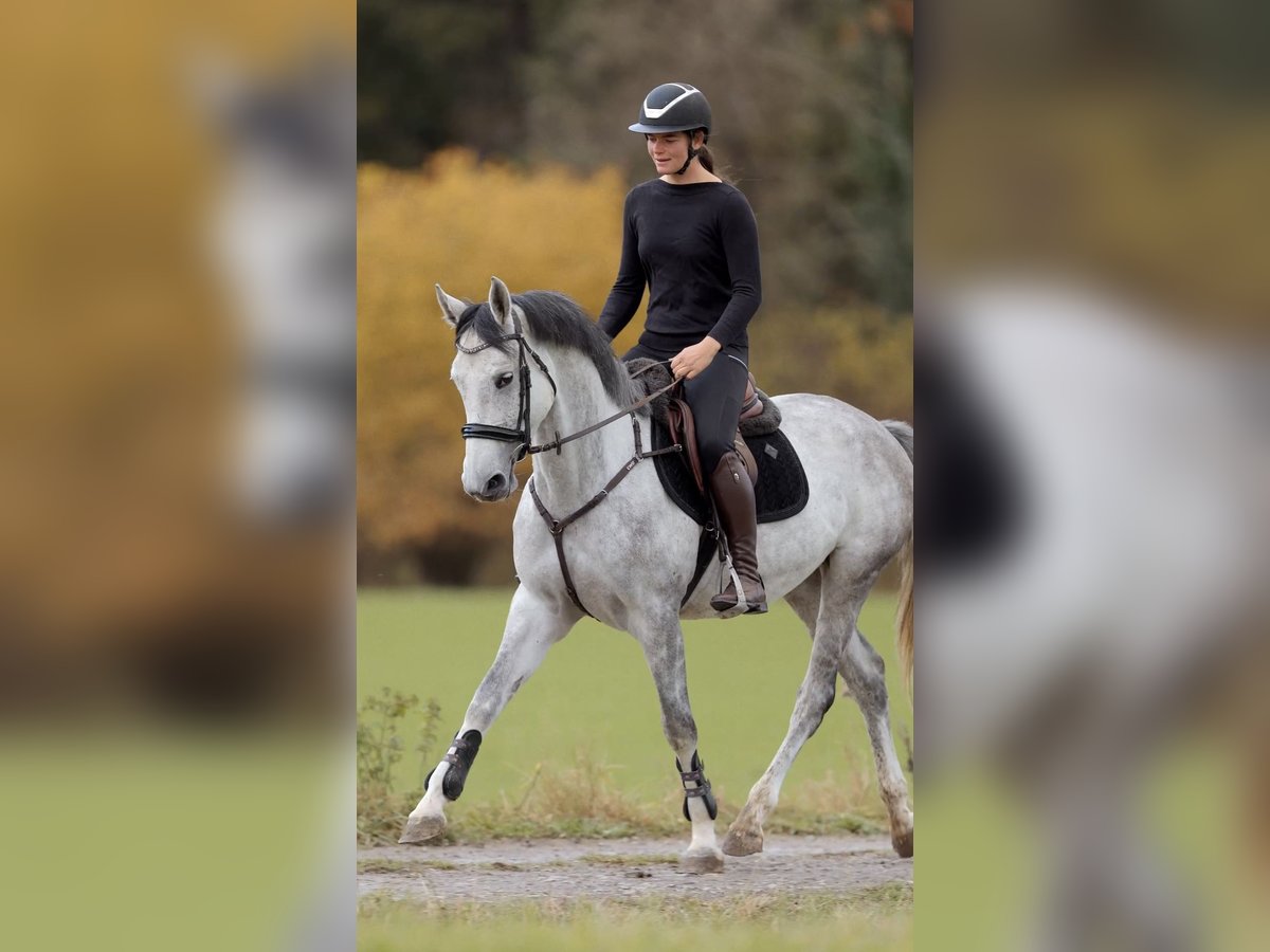 Duits sportpaard Merrie 4 Jaar 164 cm Appelschimmel in Schlins