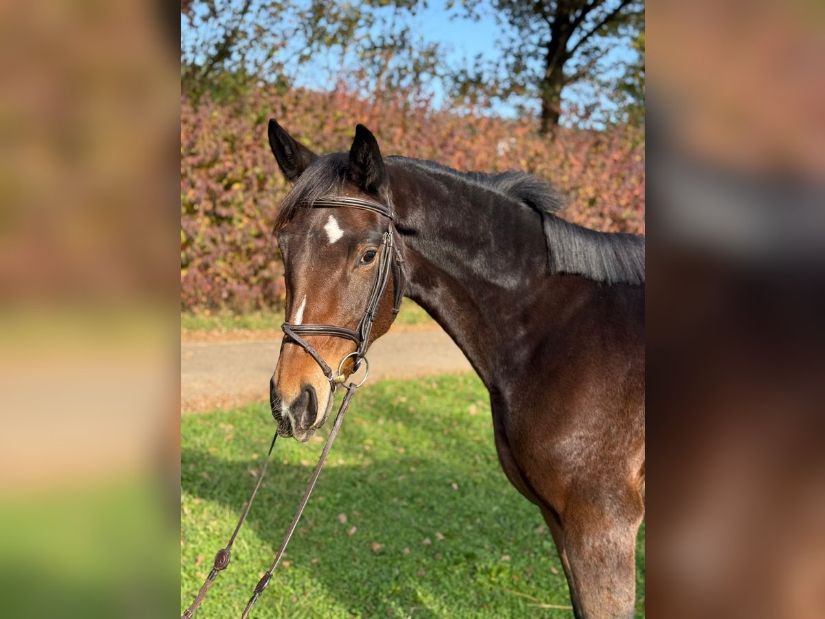 Duits sportpaard Merrie 4 Jaar 164 cm Bruin in Schwäbisch Gmünd