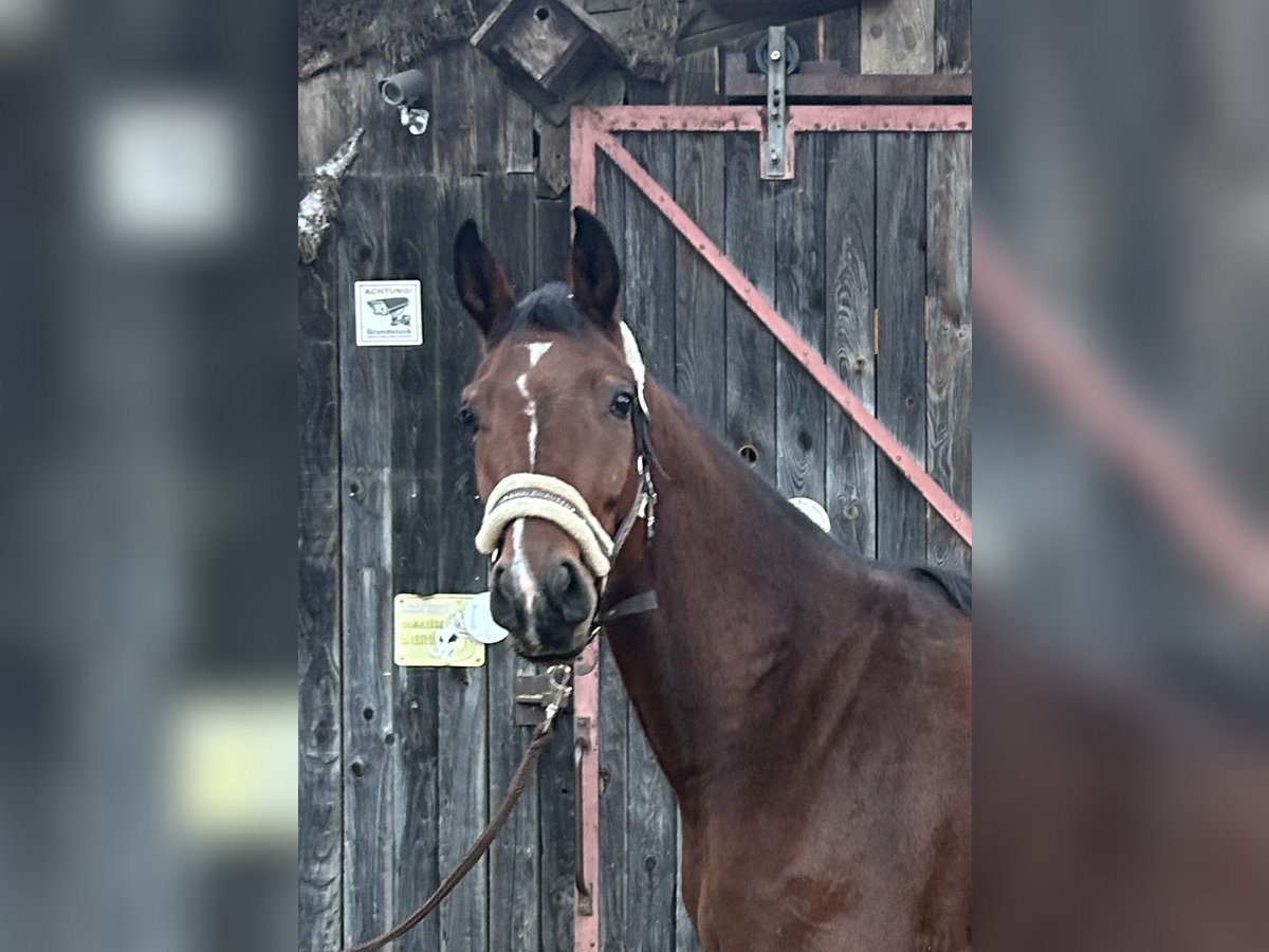 Duits sportpaard Merrie 4 Jaar 166 cm Bruin in Lahr