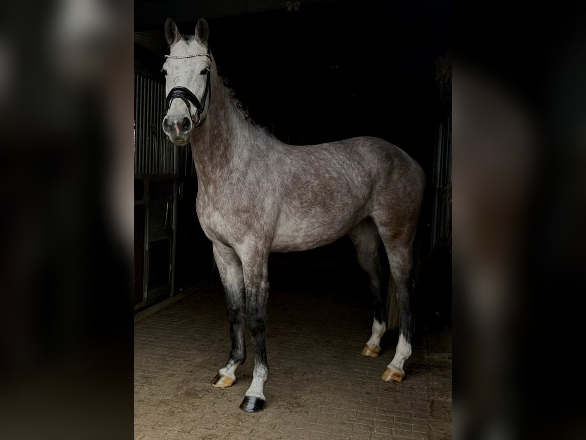 Duits sportpaard Merrie 4 Jaar 167 cm Appelschimmel in Sch&#xF6;nwalde