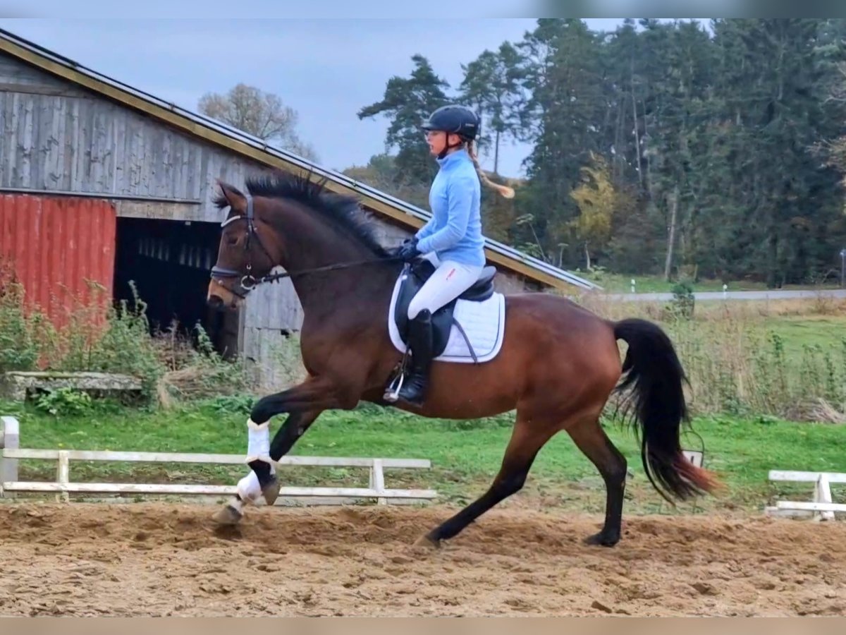 Duits sportpaard Merrie 4 Jaar 167 cm Bruin in Vorbeck