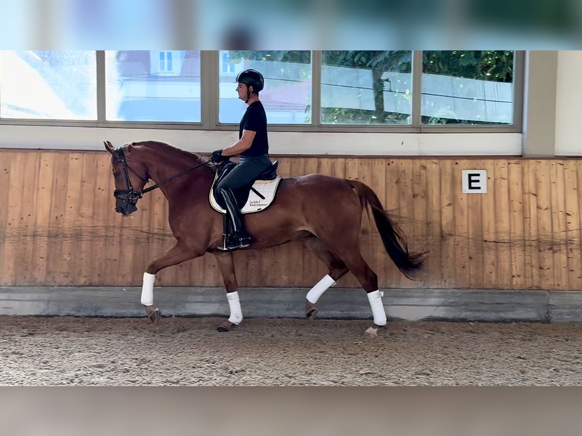 Duits sportpaard Merrie 4 Jaar 167 cm Vos in Rottenburg an der Laaber