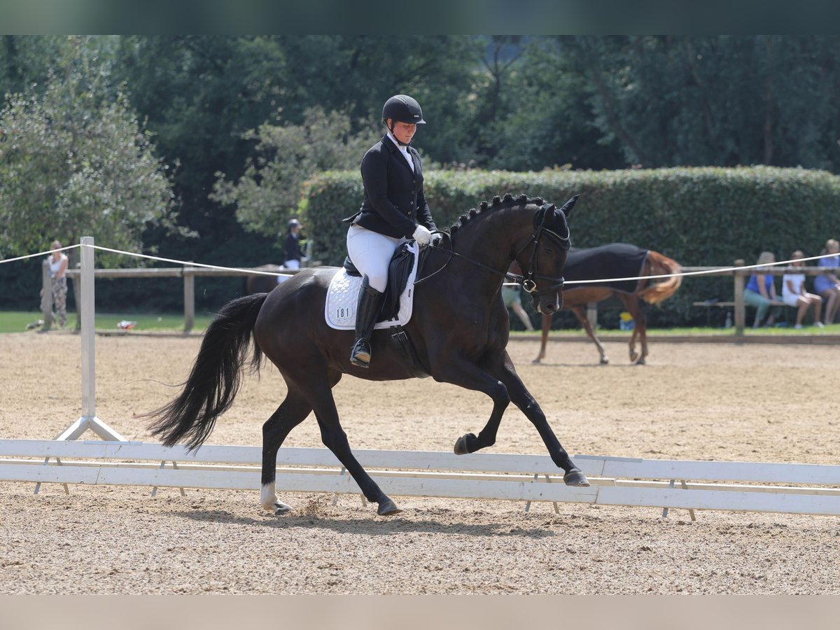 Duits sportpaard Merrie 4 Jaar 167 cm Zwartbruin in Hawangen