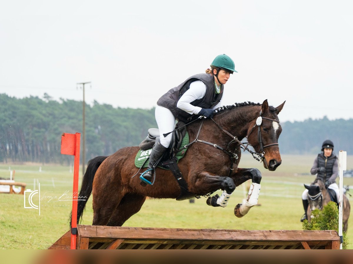 Duits sportpaard Merrie 4 Jaar 168 cm Bruin in Sperenberg