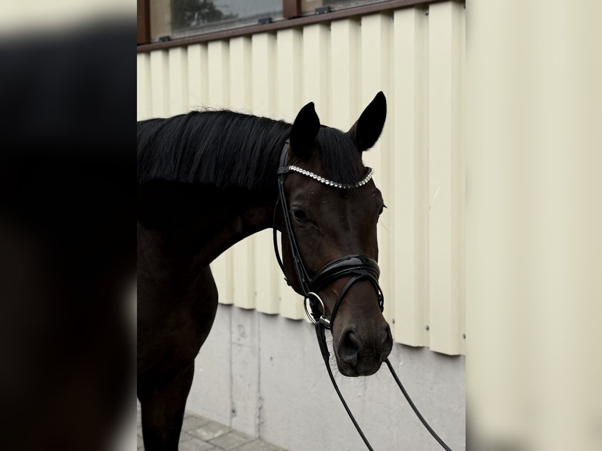 Duits sportpaard Merrie 4 Jaar 169 cm Donkerbruin in Ostrach