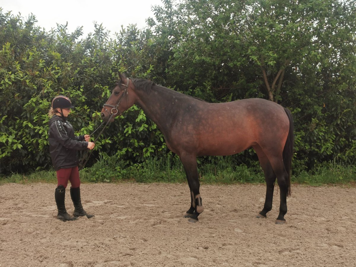 Duits sportpaard Merrie 4 Jaar 169 cm Donkerbruin in Illingen
