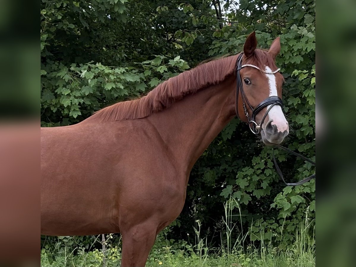 Duits sportpaard Merrie 4 Jaar 169 cm Vos in Pliening
