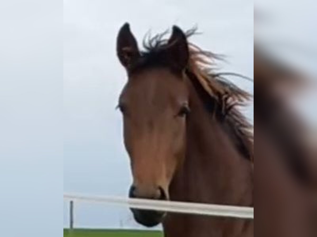 Duits sportpaard Merrie 4 Jaar 170 cm Bruin in Neukirchen