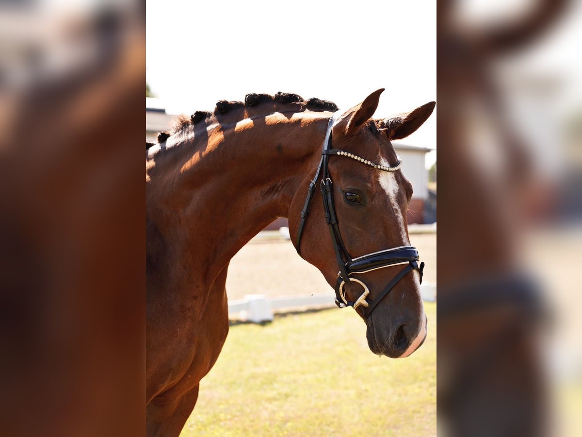 Duits sportpaard Merrie 4 Jaar 170 cm Donkere-vos in Dorsten