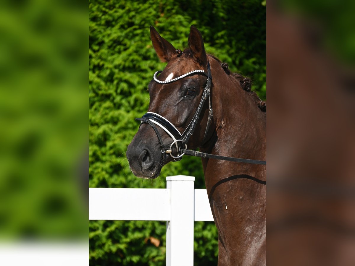 Duits sportpaard Merrie 4 Jaar 170 cm Donkere-vos in Gomadingen