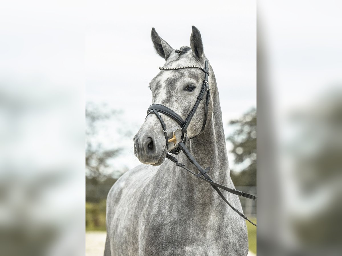 Duits sportpaard Merrie 4 Jaar 170 cm Schimmel in Gomadingen