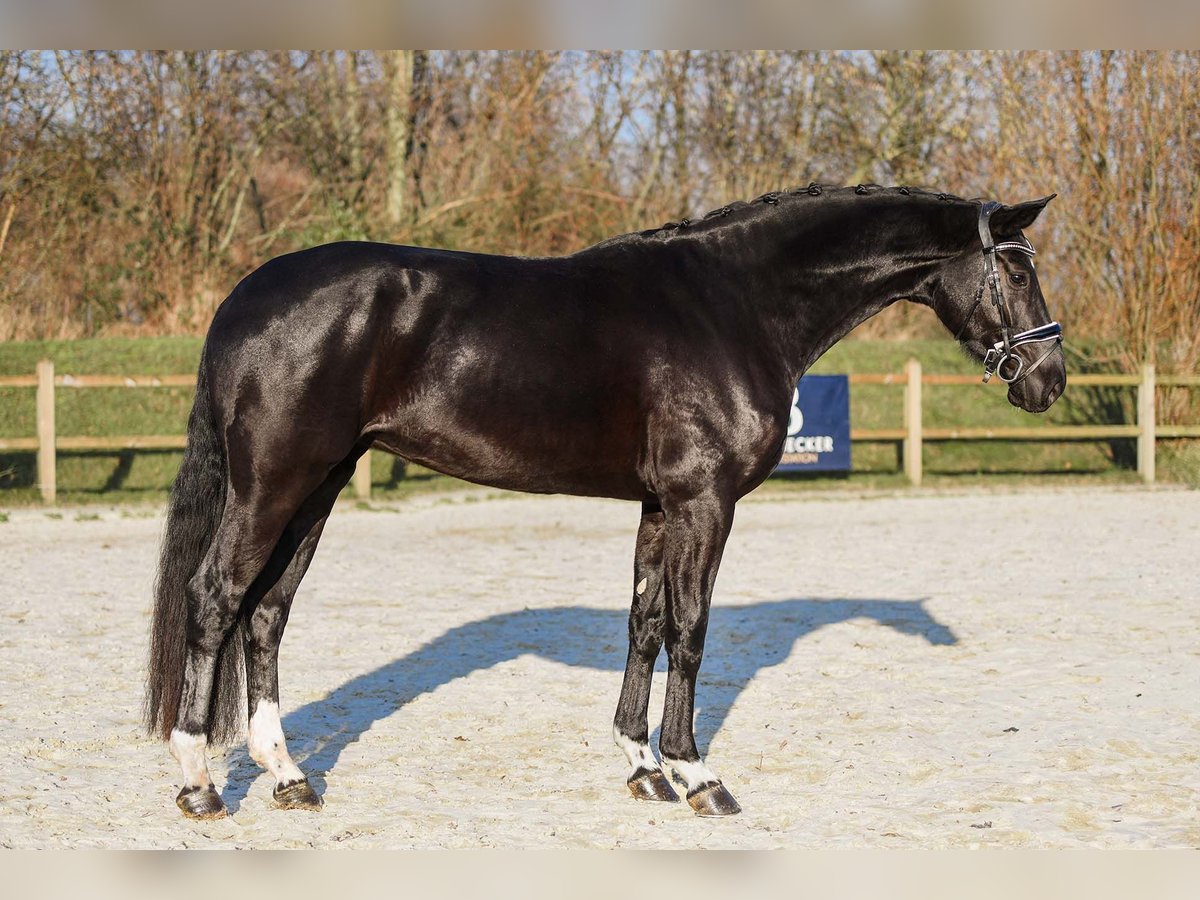 Duits sportpaard Merrie 4 Jaar 171 cm Zwart in Riedstadt
