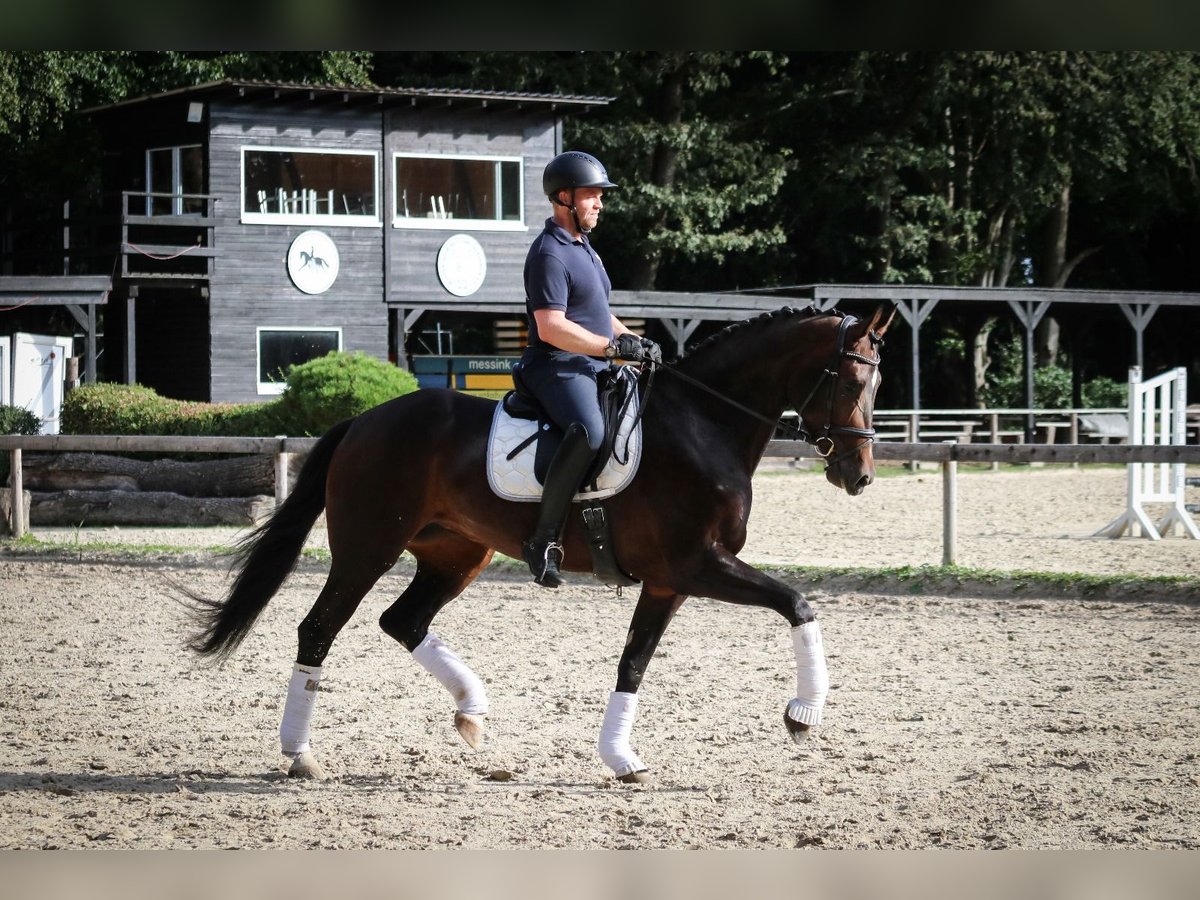 Duits sportpaard Merrie 4 Jaar 172 cm Bruin in Wuppertal