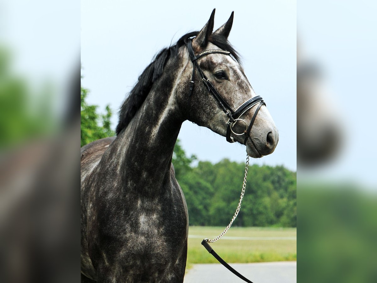 Duits sportpaard Merrie 4 Jaar 172 cm Schimmel in Loewenberger Land