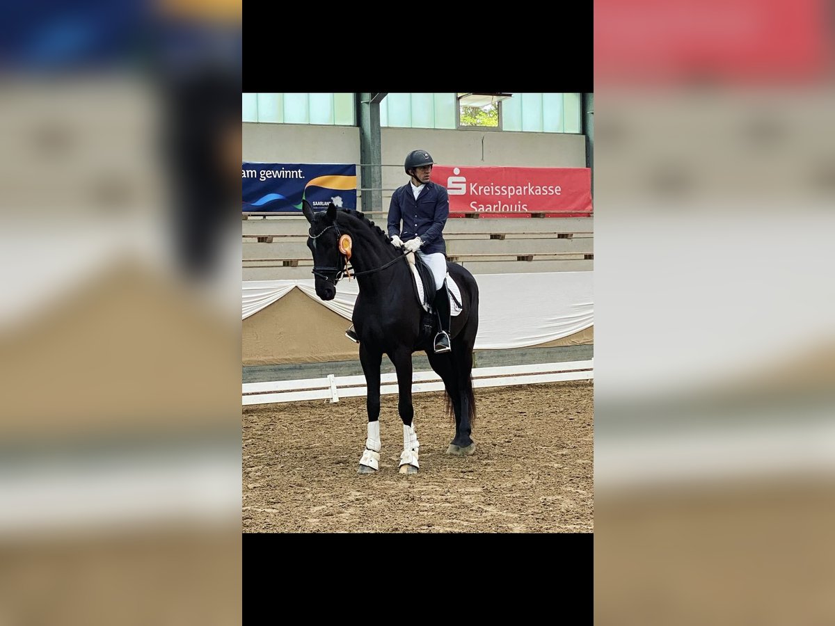 Duits sportpaard Merrie 4 Jaar 175 cm Zwartbruin in SaarlouisSaarlouis