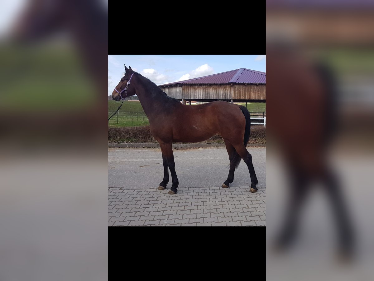 Duits sportpaard Merrie 4 Jaar Brauner in Haldenwang