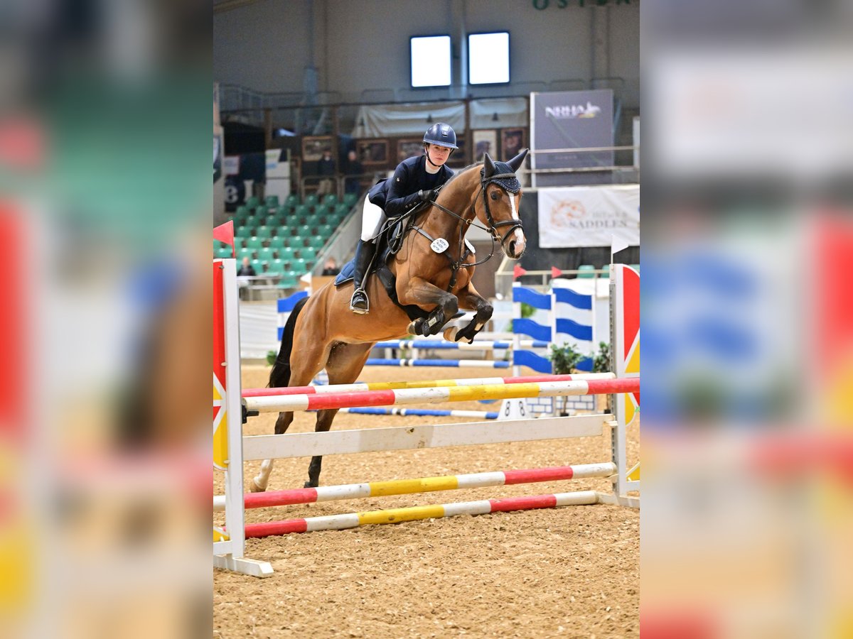 Duits sportpaard Merrie 5 Jaar 158 cm Bruin in Gerstetten