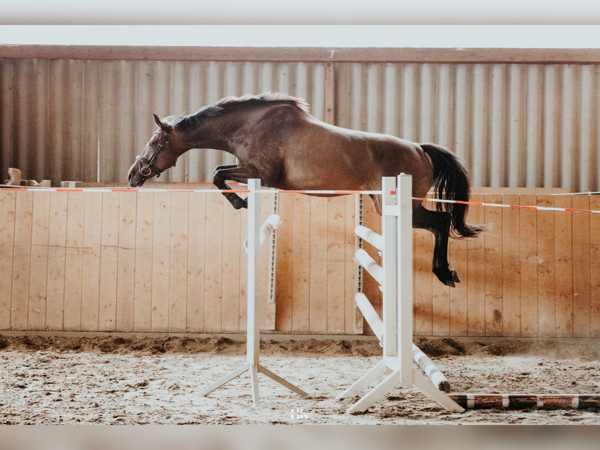 Duits sportpaard Merrie 5 Jaar 160 cm Donkerbruin in Oberkrämer