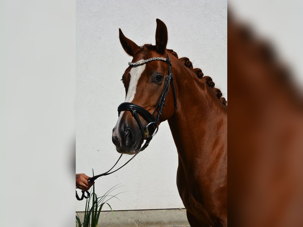 Duits sportpaard Merrie 5 Jaar 160 cm Vos in München