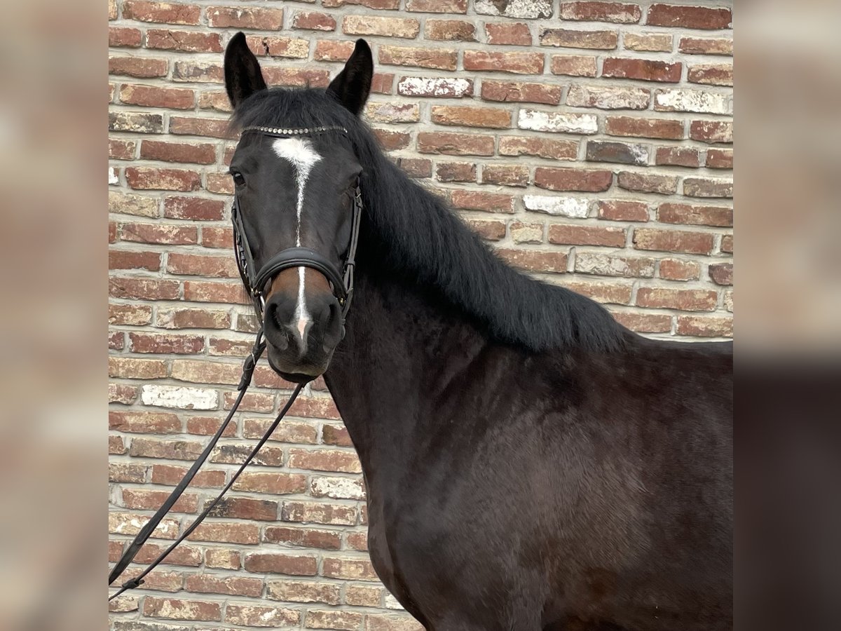 Duits sportpaard Merrie 5 Jaar 160 cm Zwart in Grevenbroich