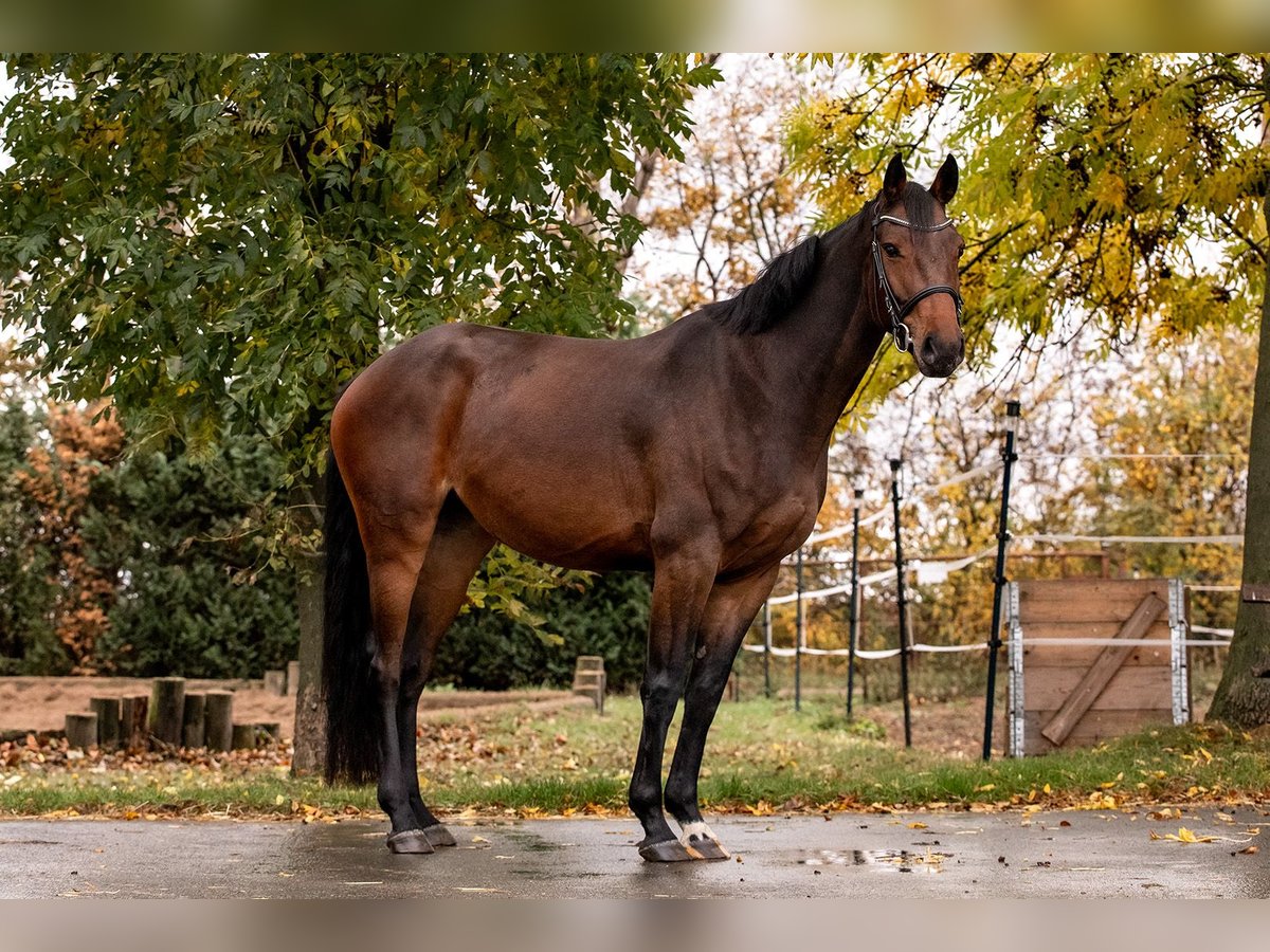 Duits sportpaard Merrie 5 Jaar 161 cm Bruin in Ballenstedt