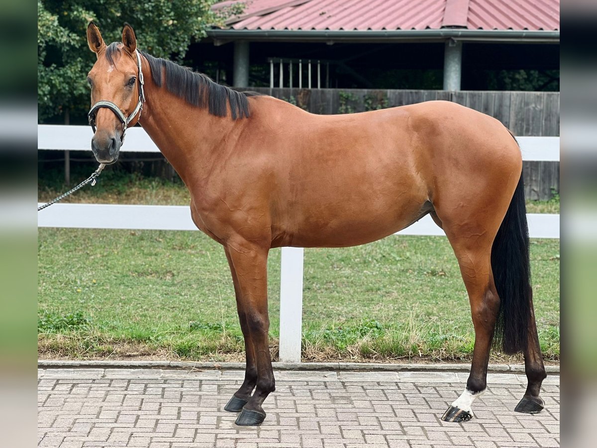Duits sportpaard Merrie 5 Jaar 163 cm Bruin in Eimeldingen