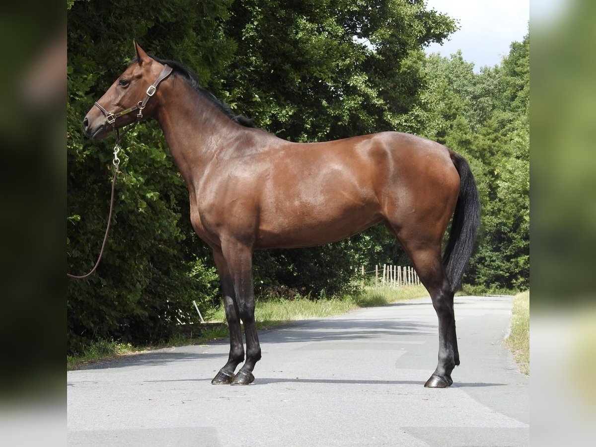 Duits sportpaard Merrie 5 Jaar 164 cm Bruin in Verl