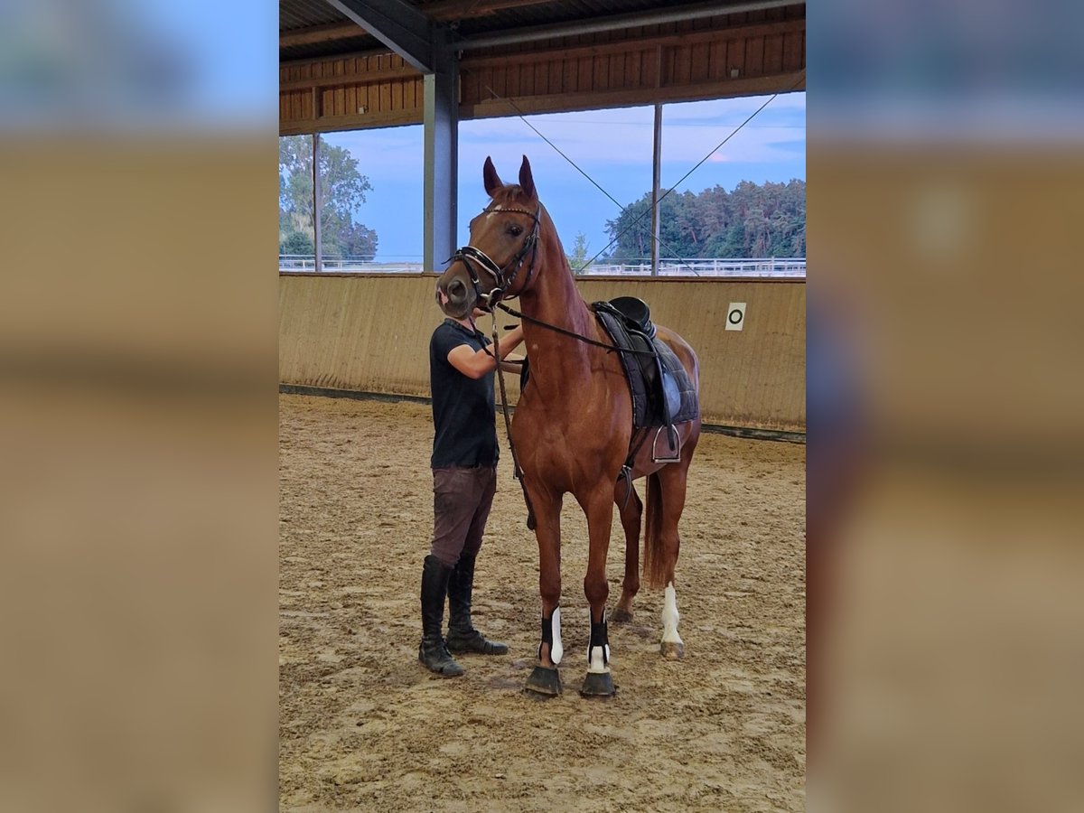 Duits sportpaard Merrie 5 Jaar 164 cm Vos in Bad Birnbach