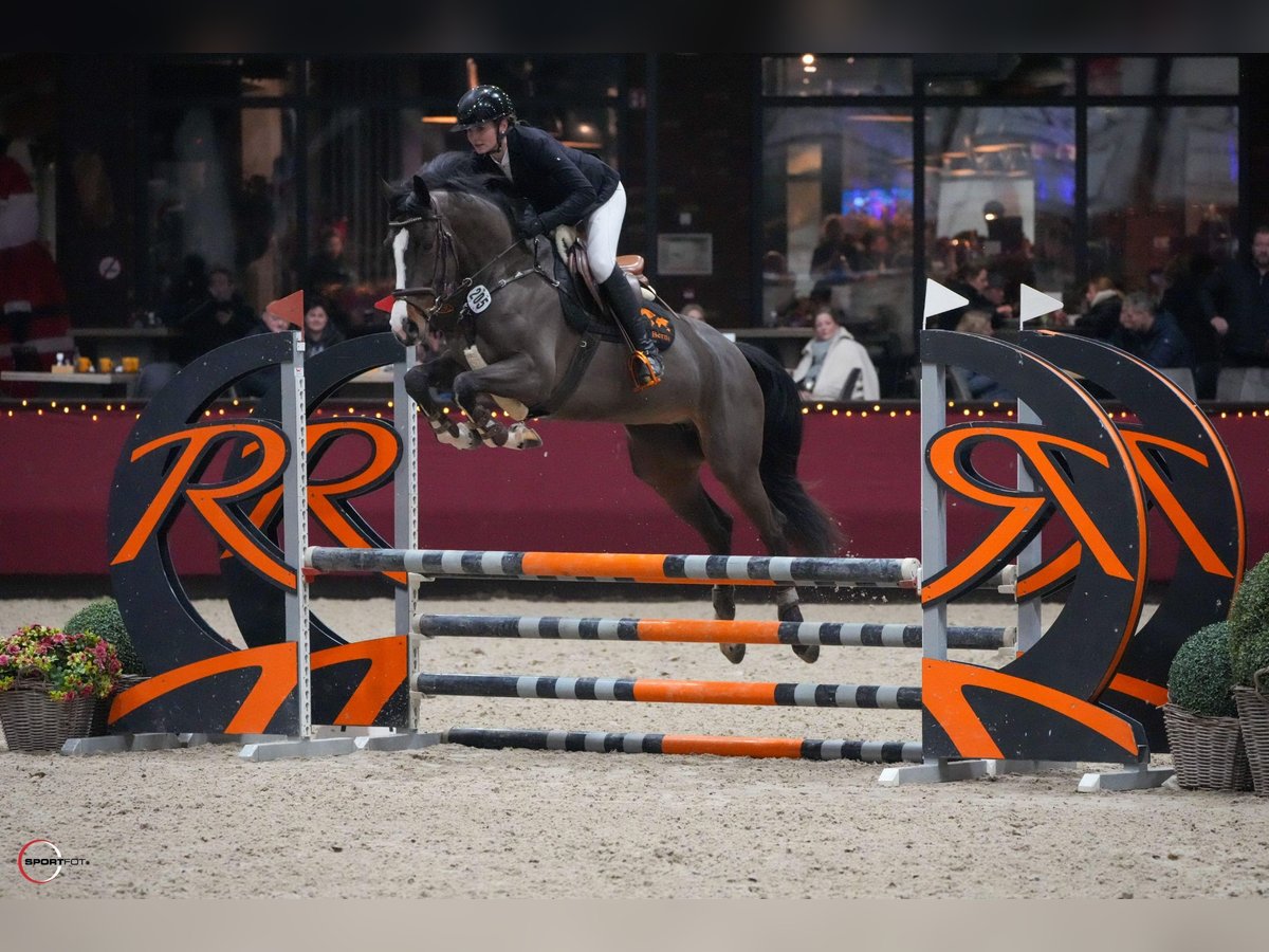 Duits sportpaard Merrie 5 Jaar 165 cm Bruin in Neuss