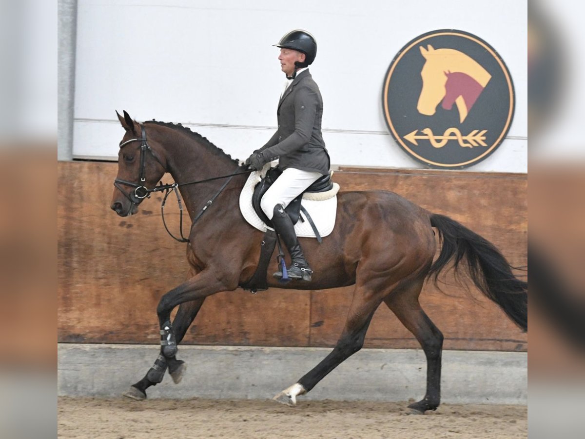 Duits sportpaard Merrie 5 Jaar 165 cm Bruin in Danewitz