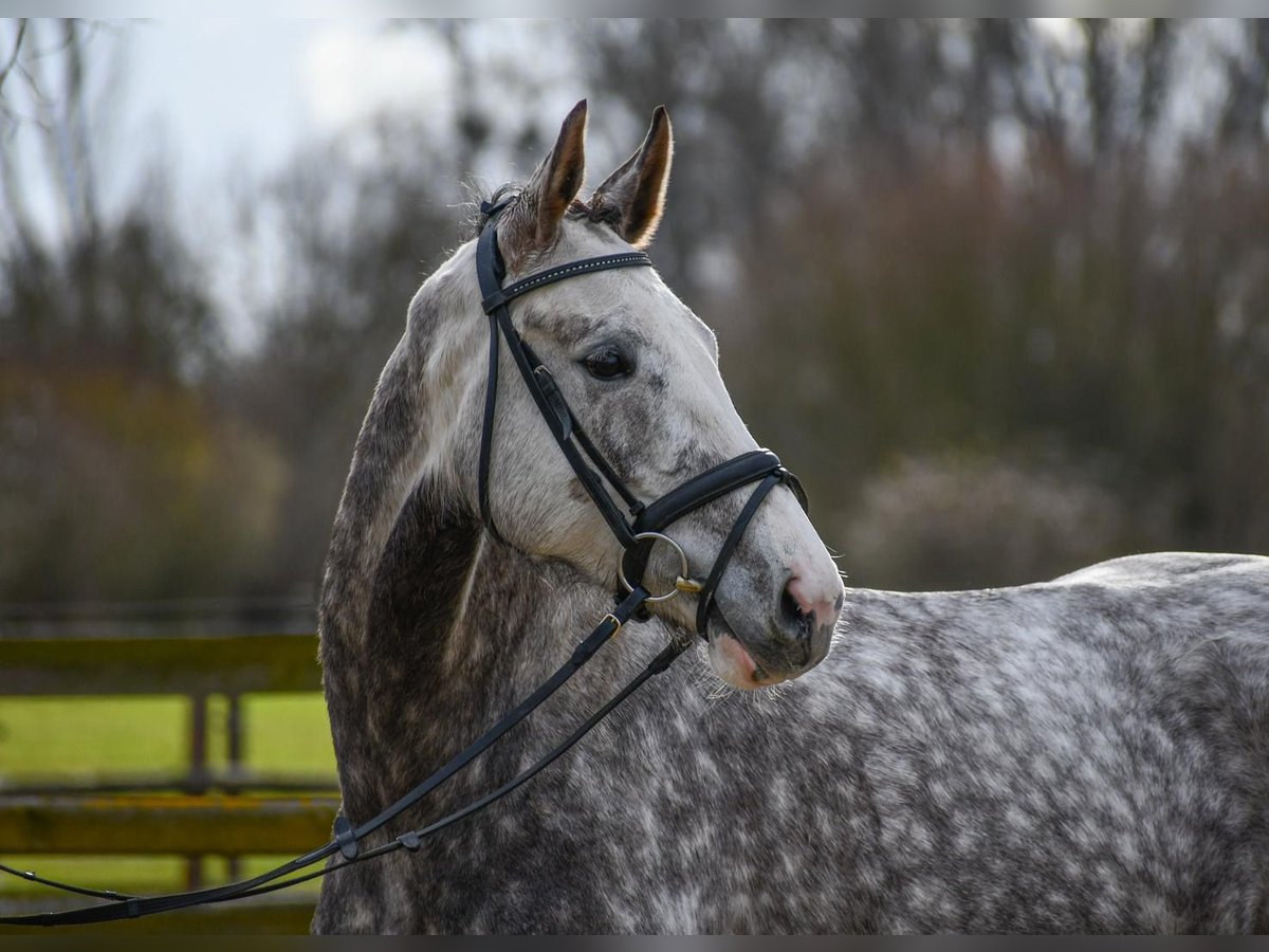 Duits sportpaard Merrie 5 Jaar 165 cm Schimmel in Riedstadt