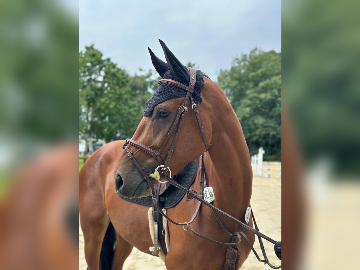 Duits sportpaard Merrie 5 Jaar 166 cm in Ennigerloh