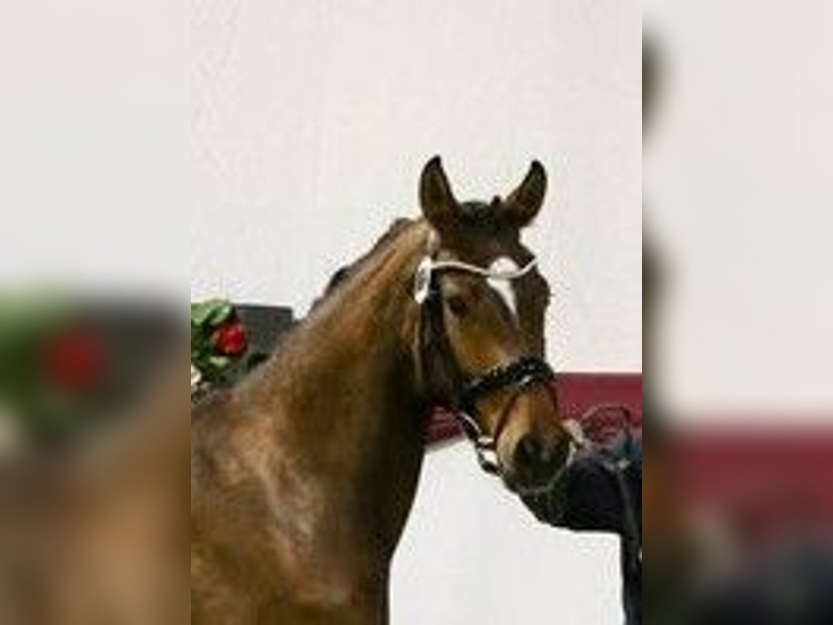 Duits sportpaard Merrie 5 Jaar 168 cm Bruin in Drackenstein