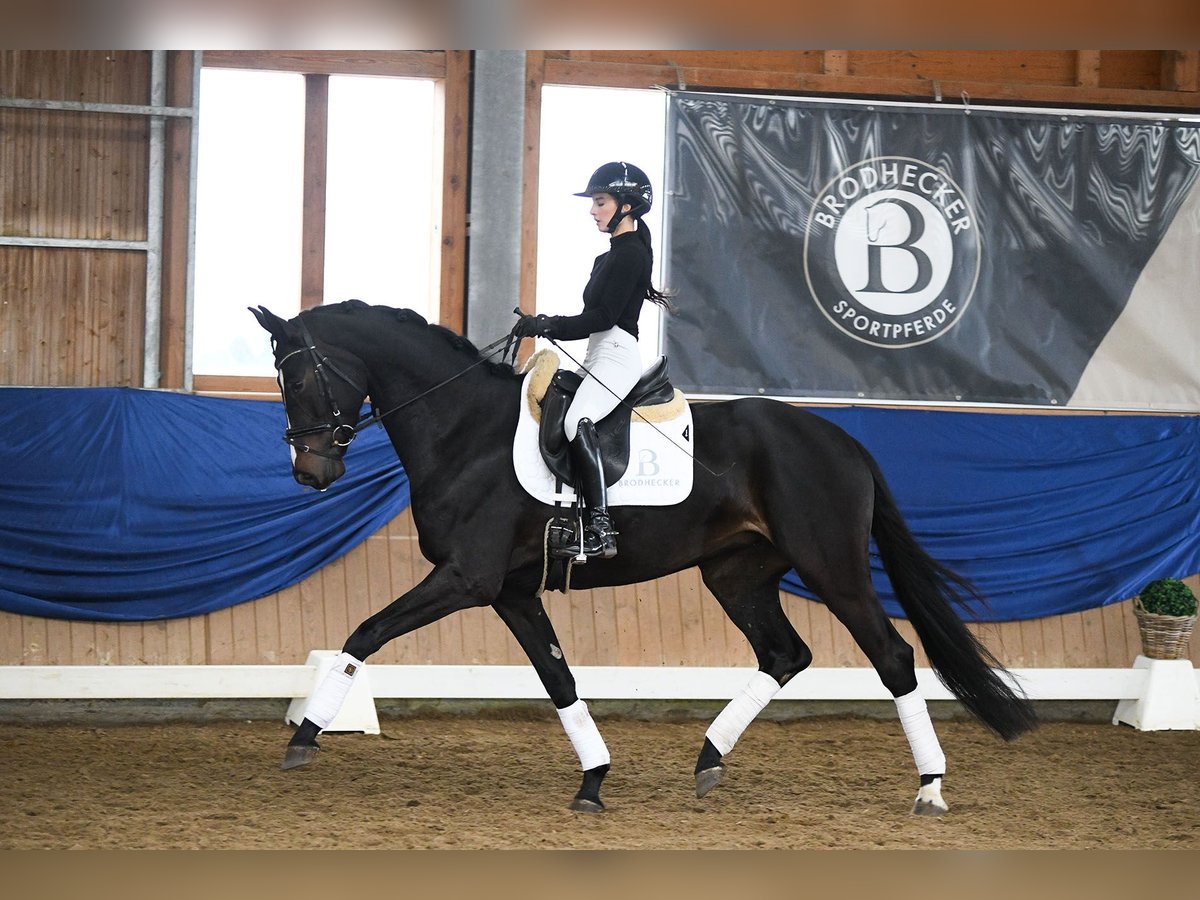 Duits sportpaard Merrie 5 Jaar 168 cm Zwartbruin in Riedstadt