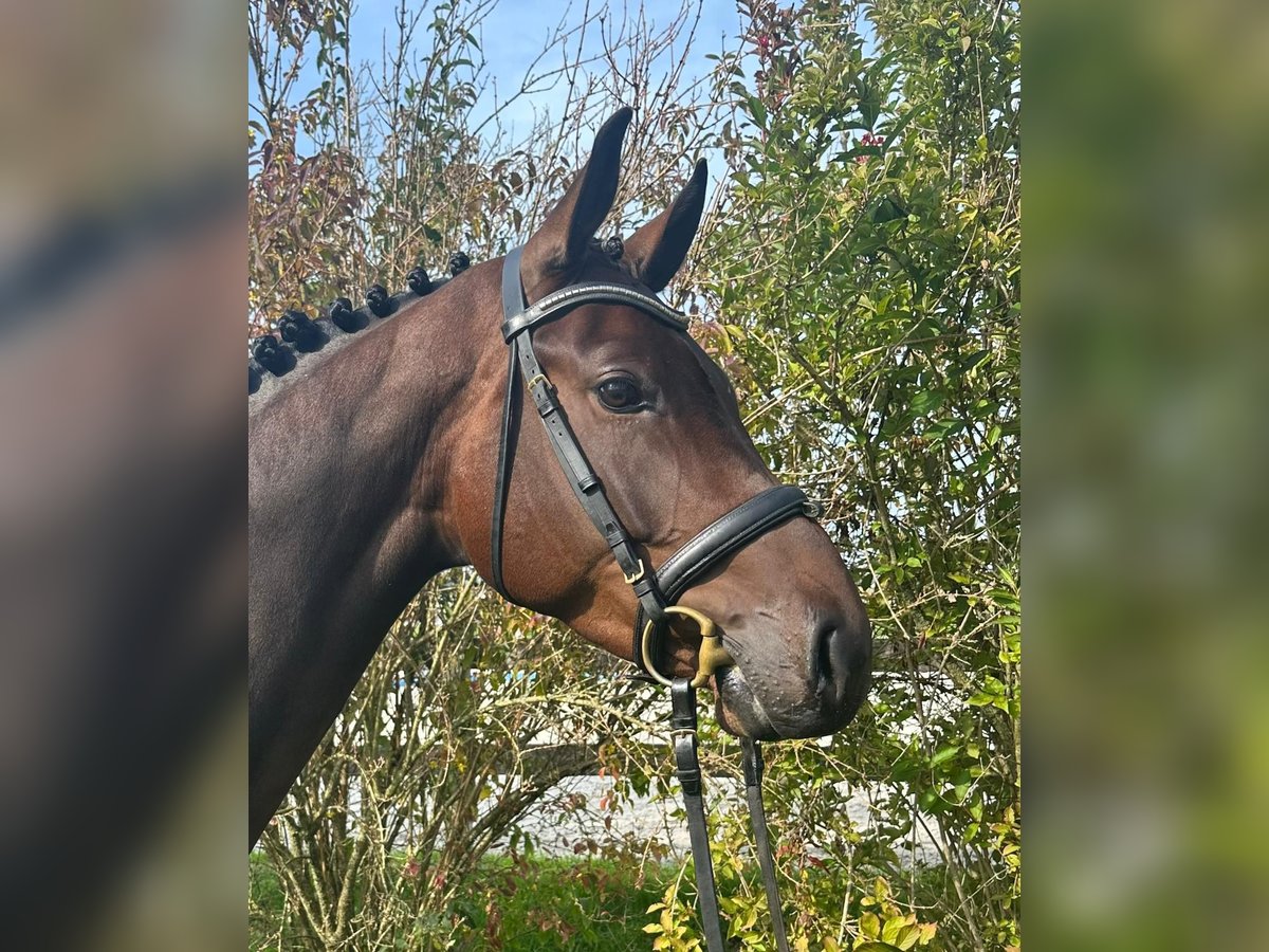 Duits sportpaard Merrie 5 Jaar 169 cm Donkerbruin in UnterneukirchenUnterneukirchen