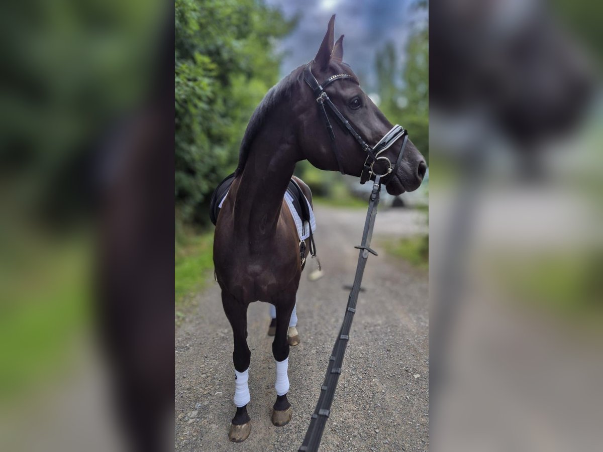 Duits sportpaard Merrie 5 Jaar 169 cm Zwart in Hagen