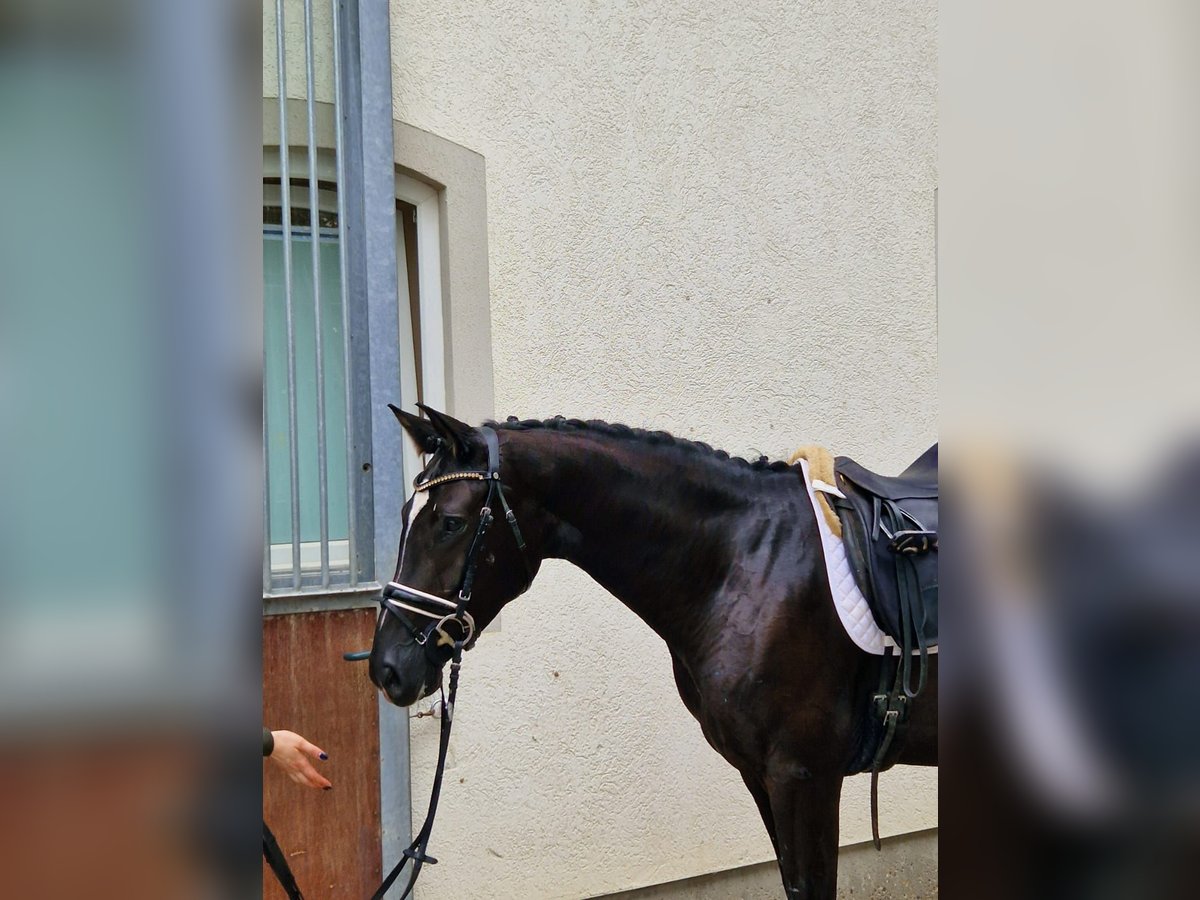 Duits sportpaard Merrie 5 Jaar 169 cm Zwart in Bad Birnbach