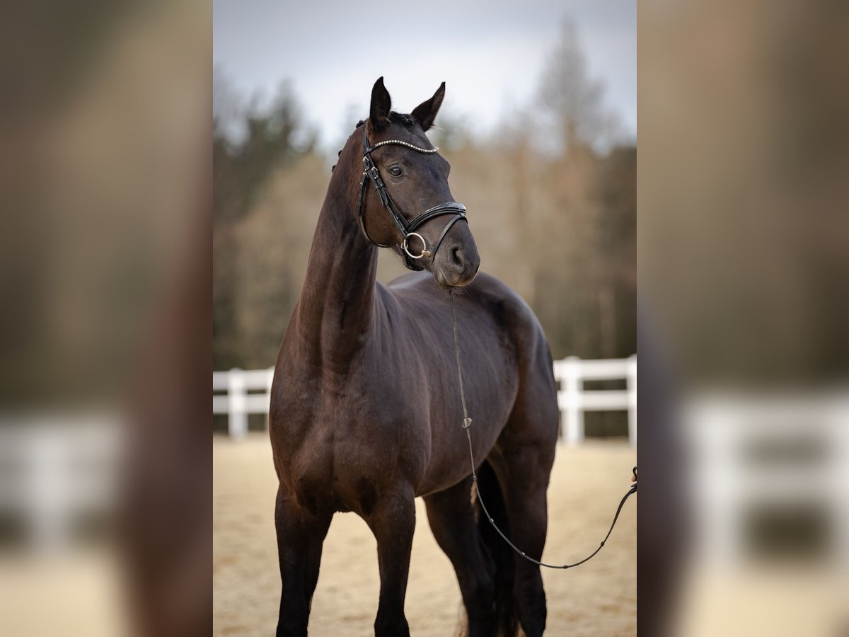 Duits sportpaard Merrie 5 Jaar 170 cm Zwart in Kirchenthumbach