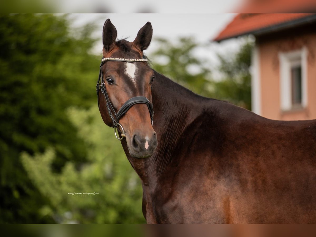 Duits sportpaard Merrie 5 Jaar 173 cm Donkerbruin in Kißlegg