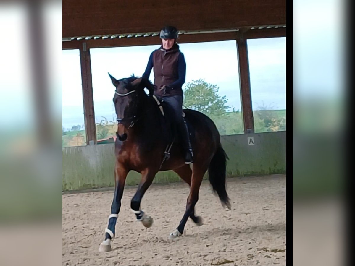 Duits sportpaard Merrie 5 Jaar 174 cm Bruin in Aalen