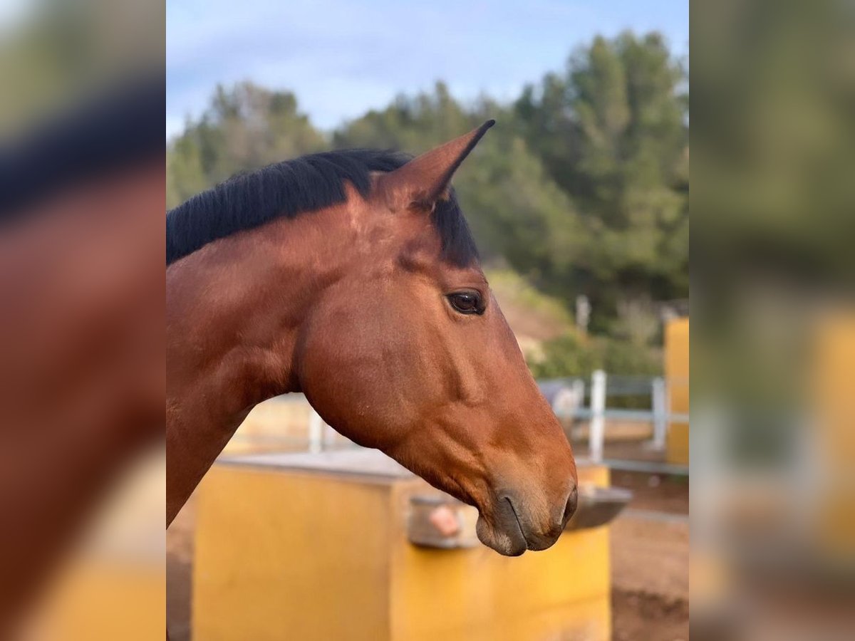 Duits sportpaard Merrie 5 Jaar 175 cm Roodbruin in Marratxí