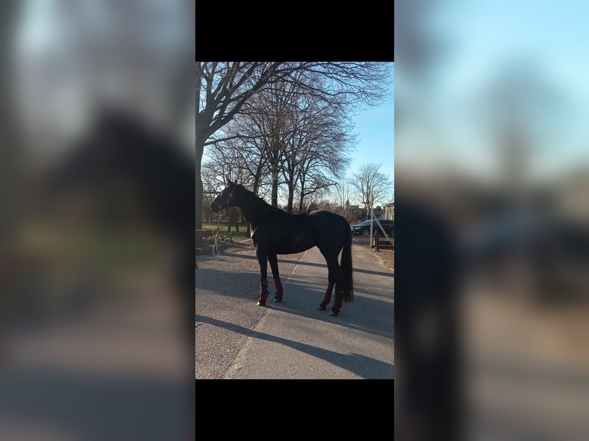 Duits sportpaard Merrie 5 Jaar 180 cm Zwart in Kleve
