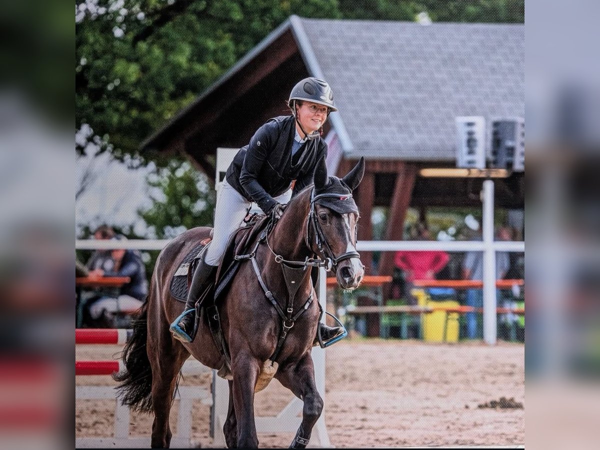 Duits sportpaard Merrie 5 Jaar Bruin in W&#xE4;chtersbach