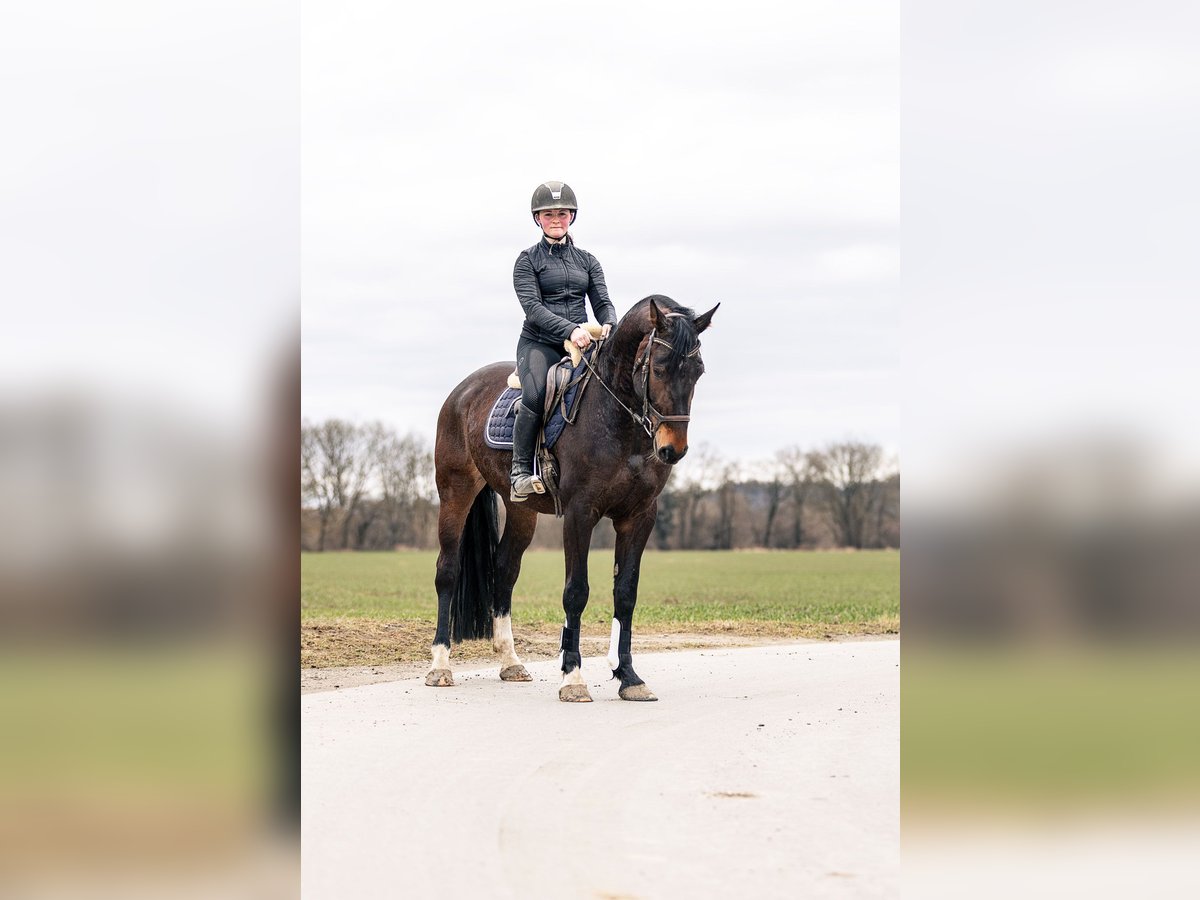 Duits sportpaard Merrie 6 Jaar 165 cm Donkerbruin in Kraiburg am Inn