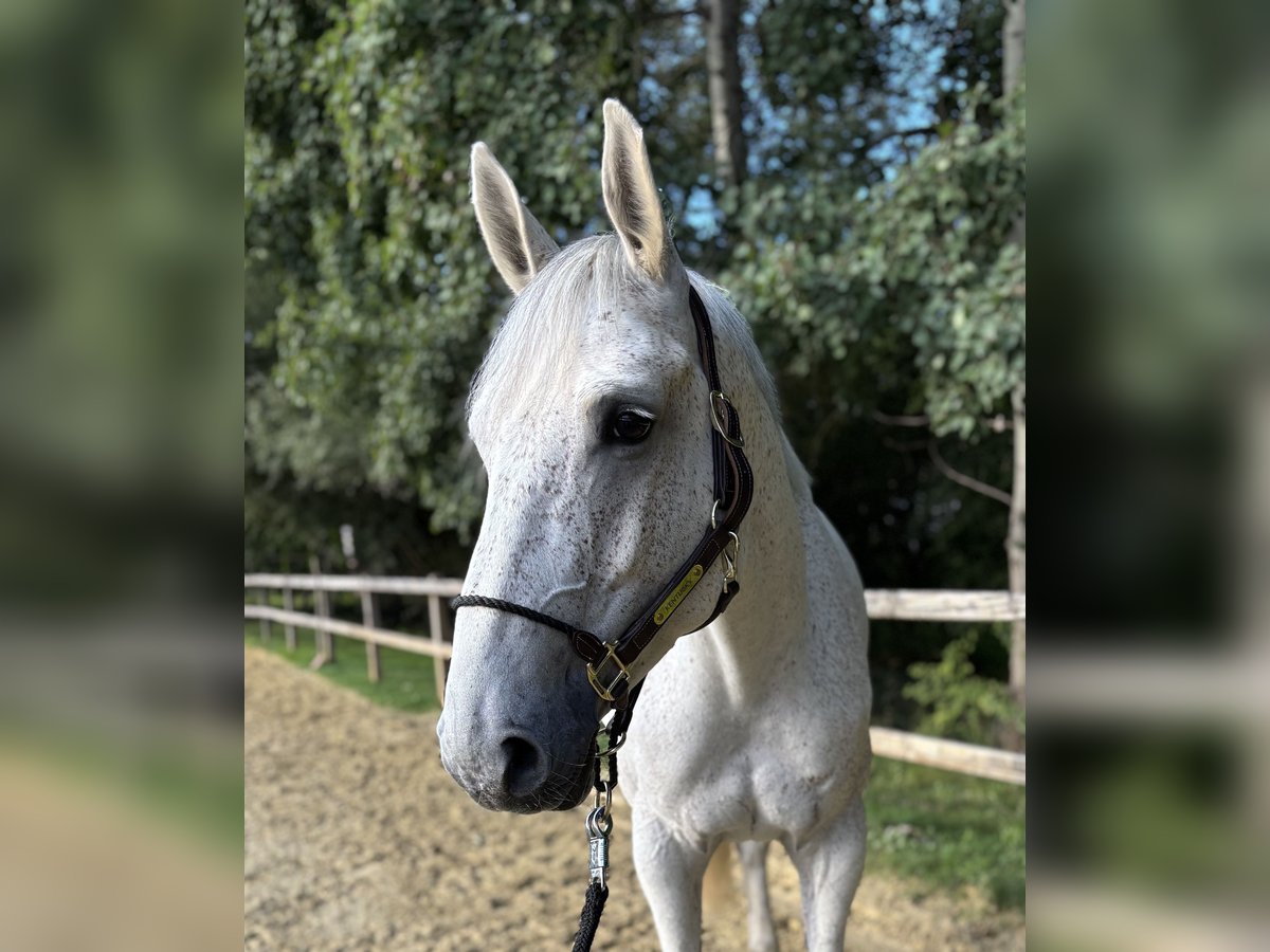 Duits sportpaard Merrie 6 Jaar 165 cm Vliegenschimmel in Limburg an der Lahn