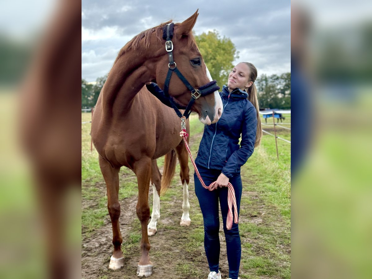 Duits sportpaard Merrie 6 Jaar 166 cm Vos in Borsdorf